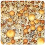 Псилоцибиновые (галлюциногенные)  грибы Psilocybin "Golden Teacher" в Лыткарино