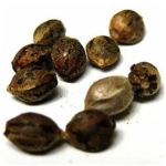 Семена марихуаны АК-47 (Seeds AK-47) в Лыткарино Семена марихуаны АК-47 (Seeds AK-47) в Лыткарино